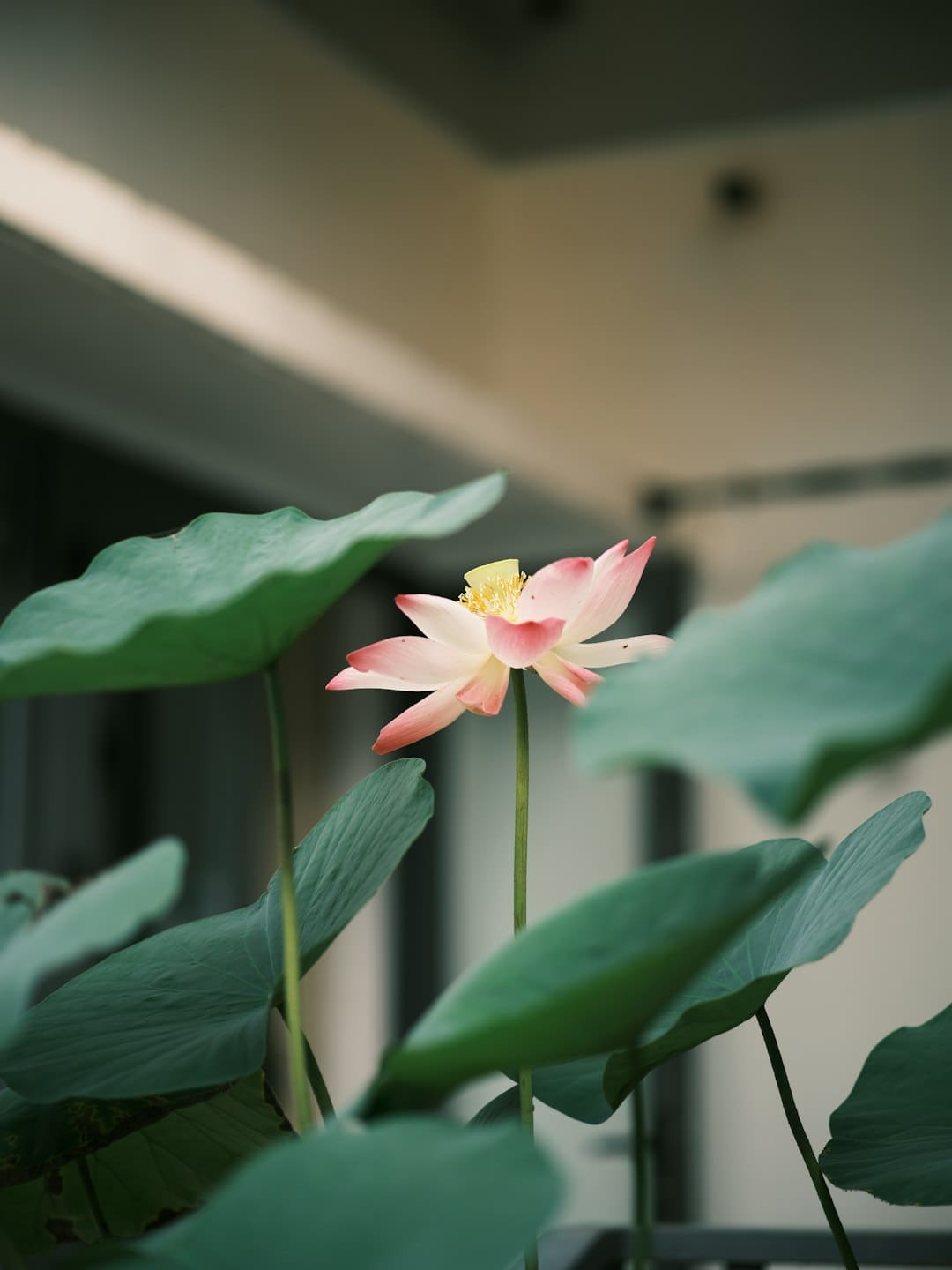 普京与特朗普新一轮会谈何时进行？俄方回应：可能是近期